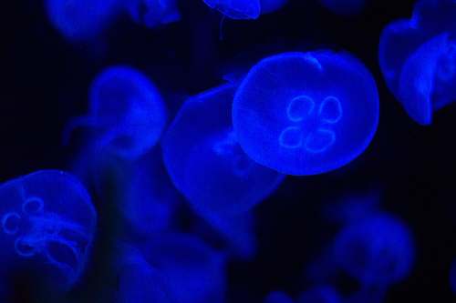 jellyfish blue jellyfish animal