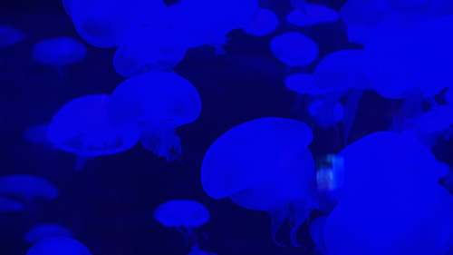 jellyfish blue jellyfishes animal
