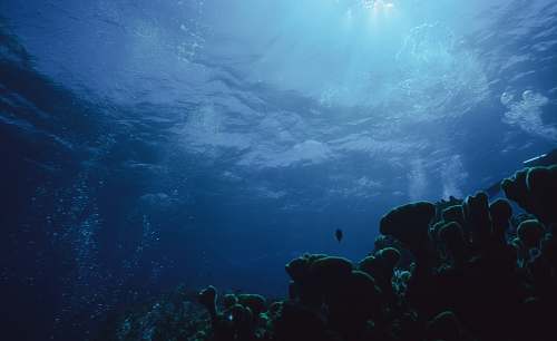 water body of water and corals ocean