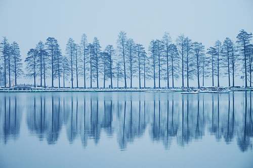plant body of water near trees tree