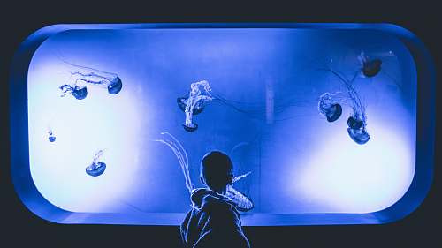 jellyfish boy watching jelly fish sea life