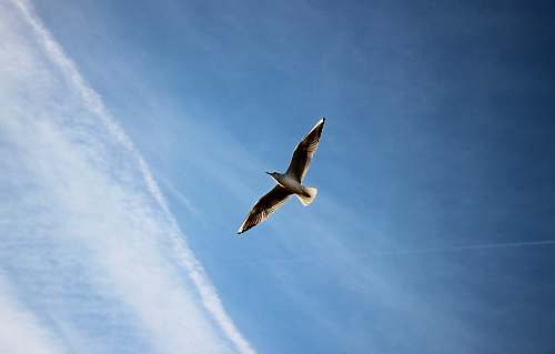 bird brown bird soaring the sky seagull