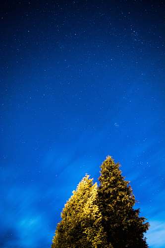 night brown leafed trees during nighttime tree