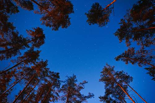 tree brown trees under blue sky during daytime conifer