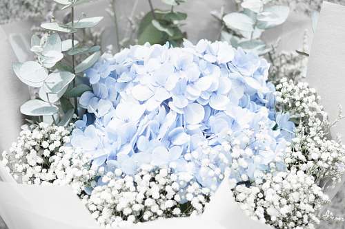 flower closeup photo of blue petaled flower arrangement flowers