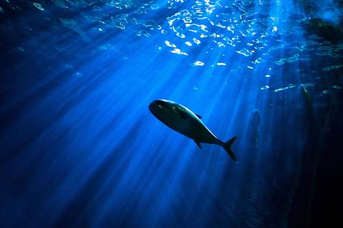 water fish under body of water aquarium