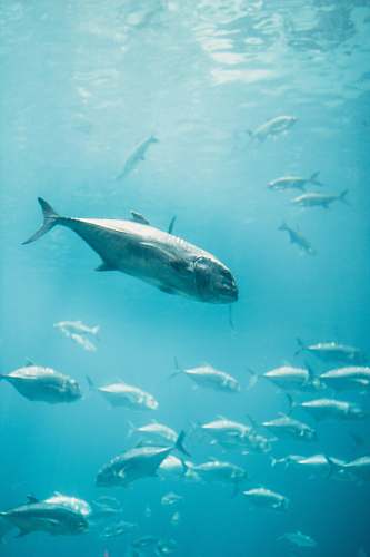 water fishes in sea fish