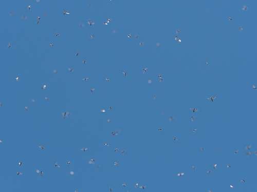 paper flight of birds confetti