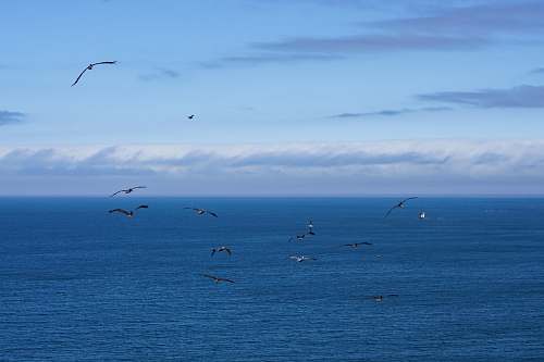adventure flight of black birds above body of water leisure activities