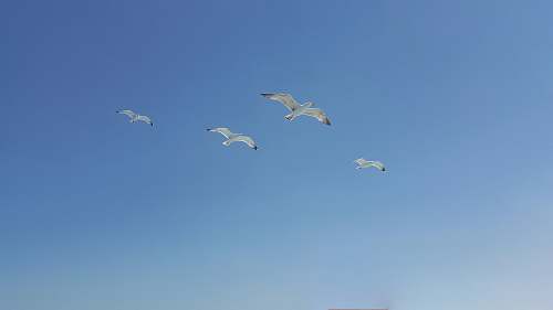 bird flock of bird flying on sky seagull
