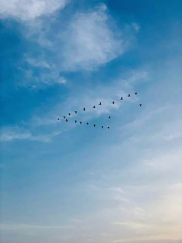 animal flock of flying black birds flock