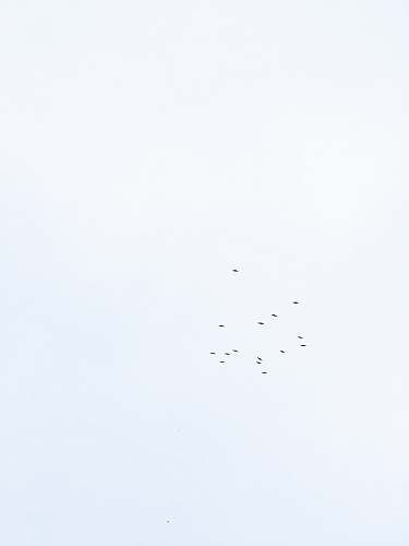sky flying bird under clear skies bird flock