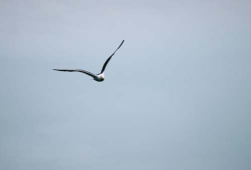 animal flying gull during daytime bird