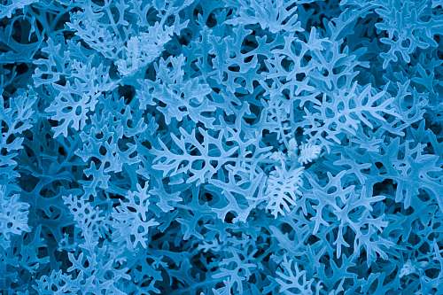 pattern frosted grass close-up photography texture
