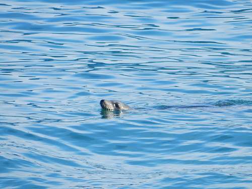 animal gray seal on body of water tamarack surf beach