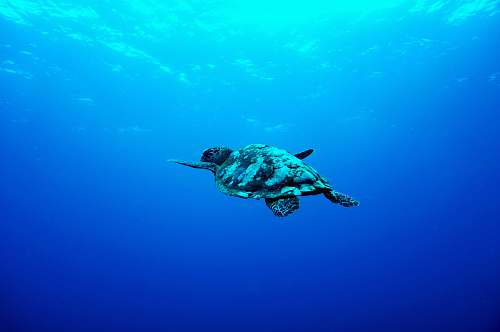 turtle gray turtle swimming under the sea animal