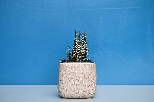 plant green and white succulent plant with beige pot cactus