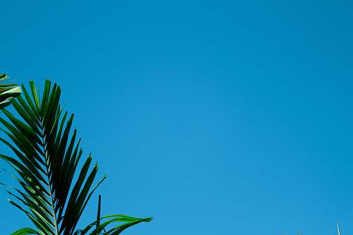 plant green palm plant tree