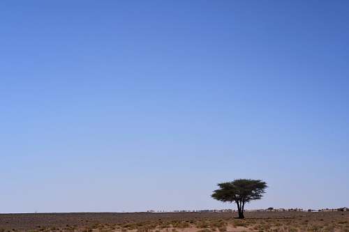 nature green tree in desert outdoors