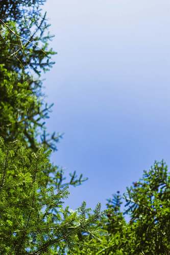 plant green trees under blue sky tree
