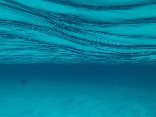 nature green underwater photo water