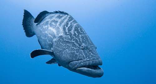 cozumel grey and black fish underwater\ mexico