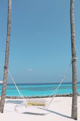 plant hammock between coconut trees on the beach tree