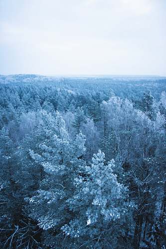 ice icy trees plant