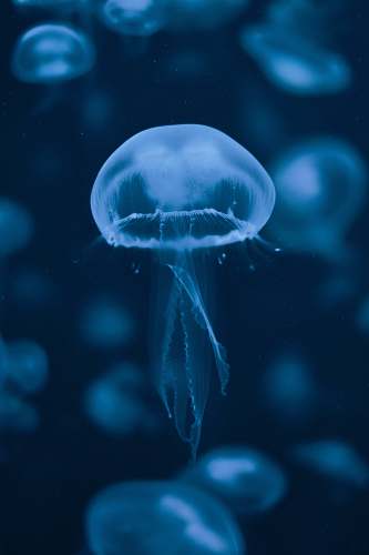 jellyfish jelly fish in water animal