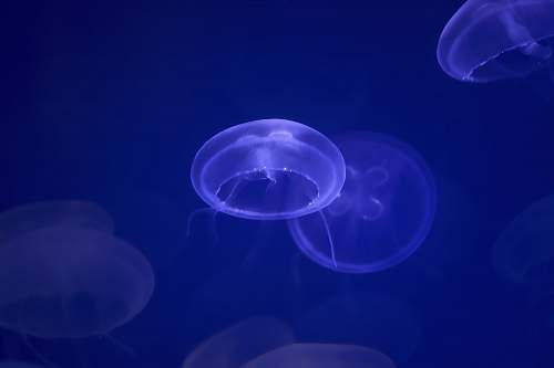 animal jelly fishes sea life