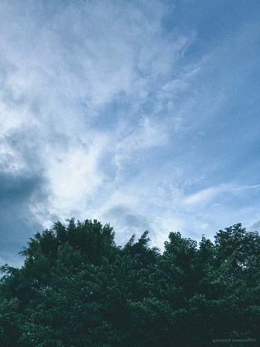 nature low-angle photo of green trees outdoors