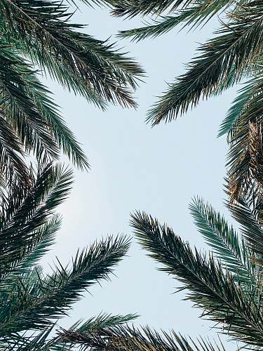 tree low-angle photo of palm leaves plant