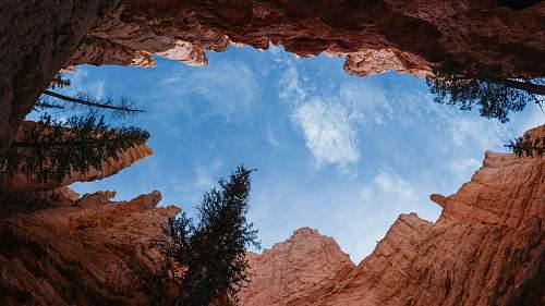 tree low-angle photography brown cave cliff