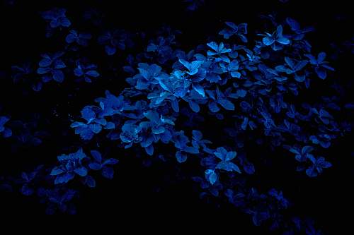 flower macro photography of blue flowers acanthaceae