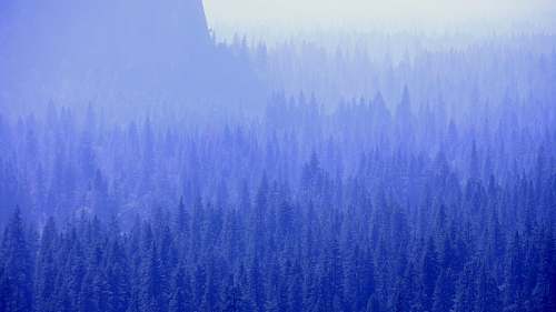 nature mountain with trees covered with fogs weather