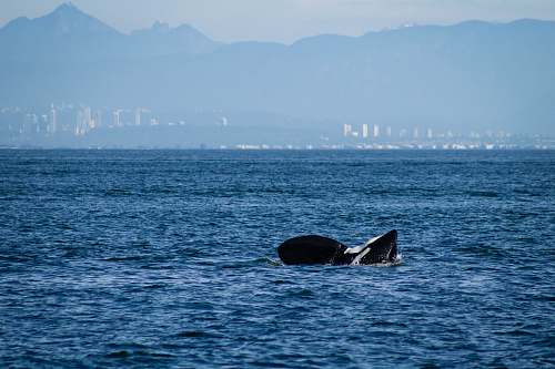 animal ocean under blue sky sea life