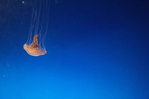 jellyfish orange jellyfish animal