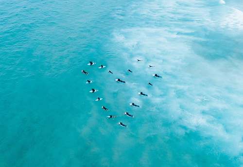 flock people surfing on body of water animal