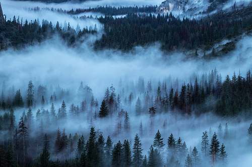 fog pine trees covered with fog during daytime tree