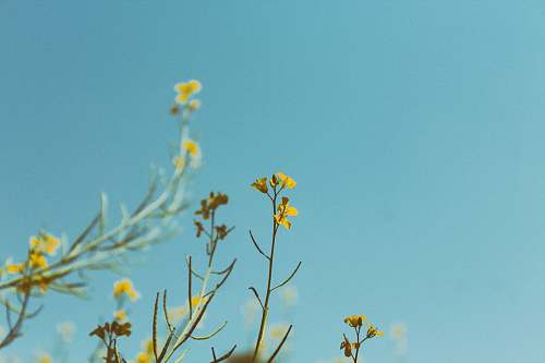 flower portrait photography of yellow petaled flower plant