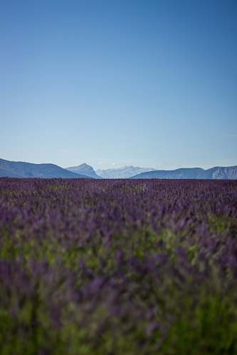 nature purple lavender field overlooking mountains during daytime france