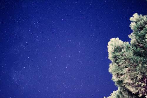 tree scenery of stars la rochelle