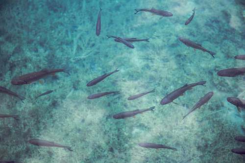 fish school of black fish water