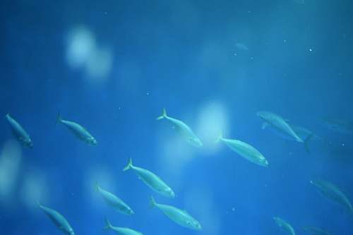 water school of fish aquatic