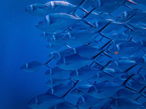water school of grey fish aquatic
