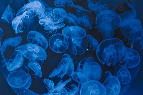 jellyfish school of jellyfish animal