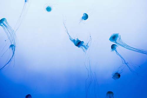 jellyfish school of jellyfish swimming in body of water animal