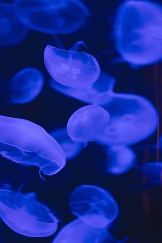 animal school of jellyfish swimming the sea invertebrate