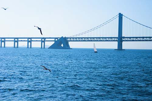 animal seagulls hovering over sea near bridge bird