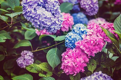 plant shadow depth of field photography of hydrangeas flowers flower